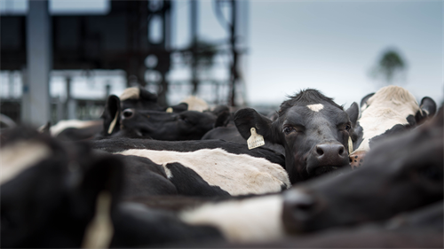 Volac announces Dr. Gerd Diebold as Sales Manager for Germany