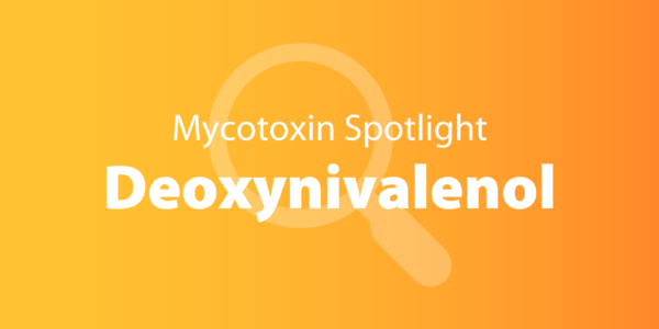 Image of a magnifying glass with overlayed text reading 'Mycotoxin Spotlight: Deoxynivalenol'